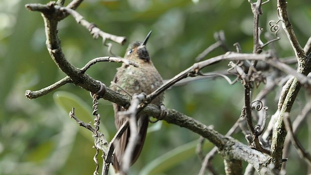 kolibřík dřišťálový (ssp. tyrianthina/quitensis) - ML557819971