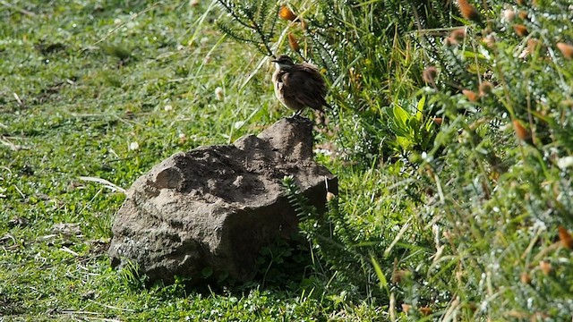 Chestnut-winged Cinclodes - ML557820241