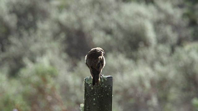 Stout-billed Cinclodes - ML557820541