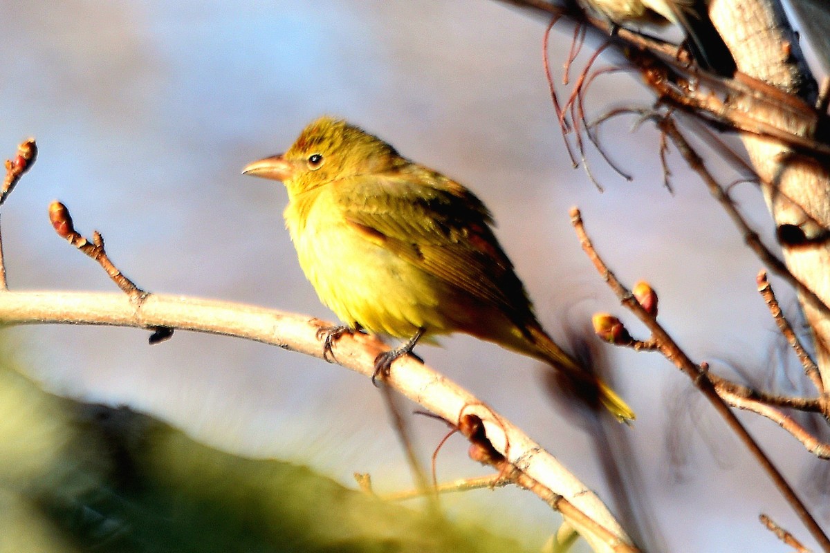 Summer Tanager - ML557820671