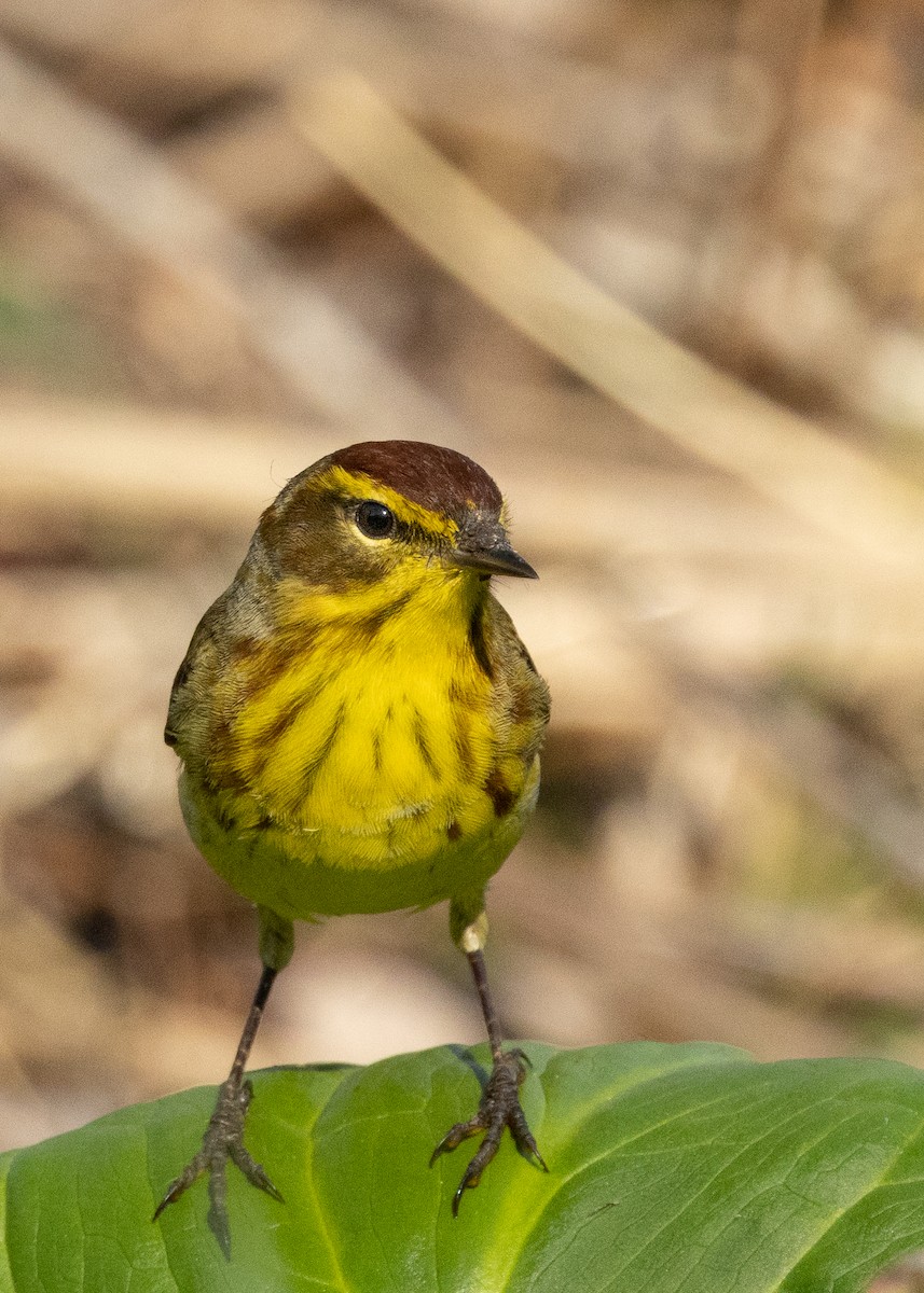 Palm Warbler - ML557821721