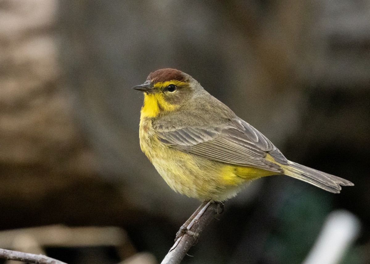 Palm Warbler - ML557821861