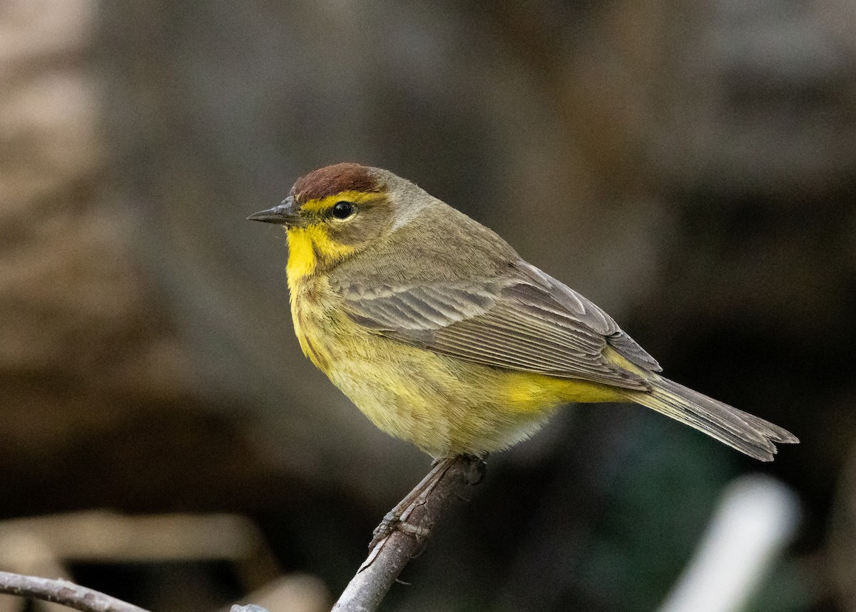 Palm Warbler - R Brodell