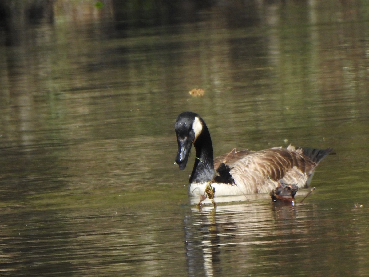 Canada Goose - Bill Hooker