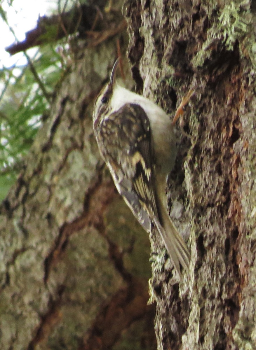 Brown Creeper - ML557822661