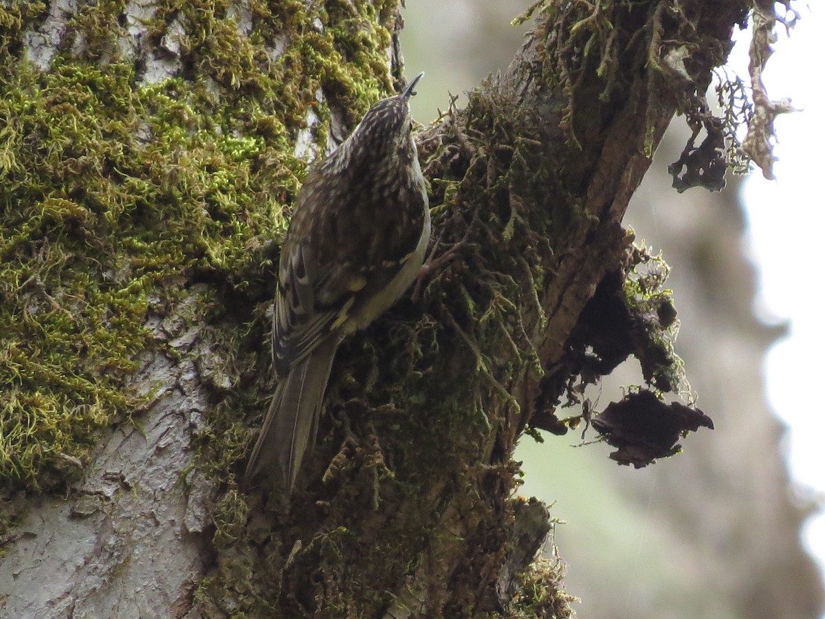 Brown Creeper - ML557822671