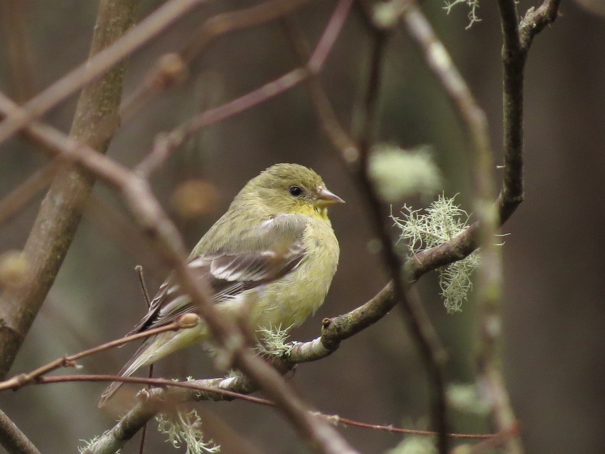 Lesser Goldfinch - ML557822721