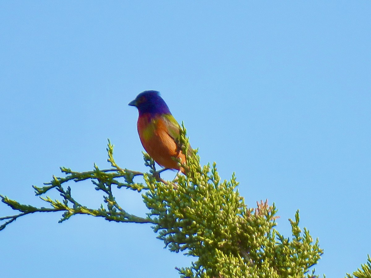 Painted Bunting - ML557822961