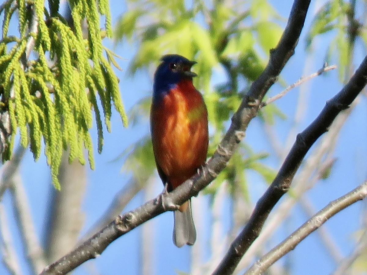 Painted Bunting - ML557822971