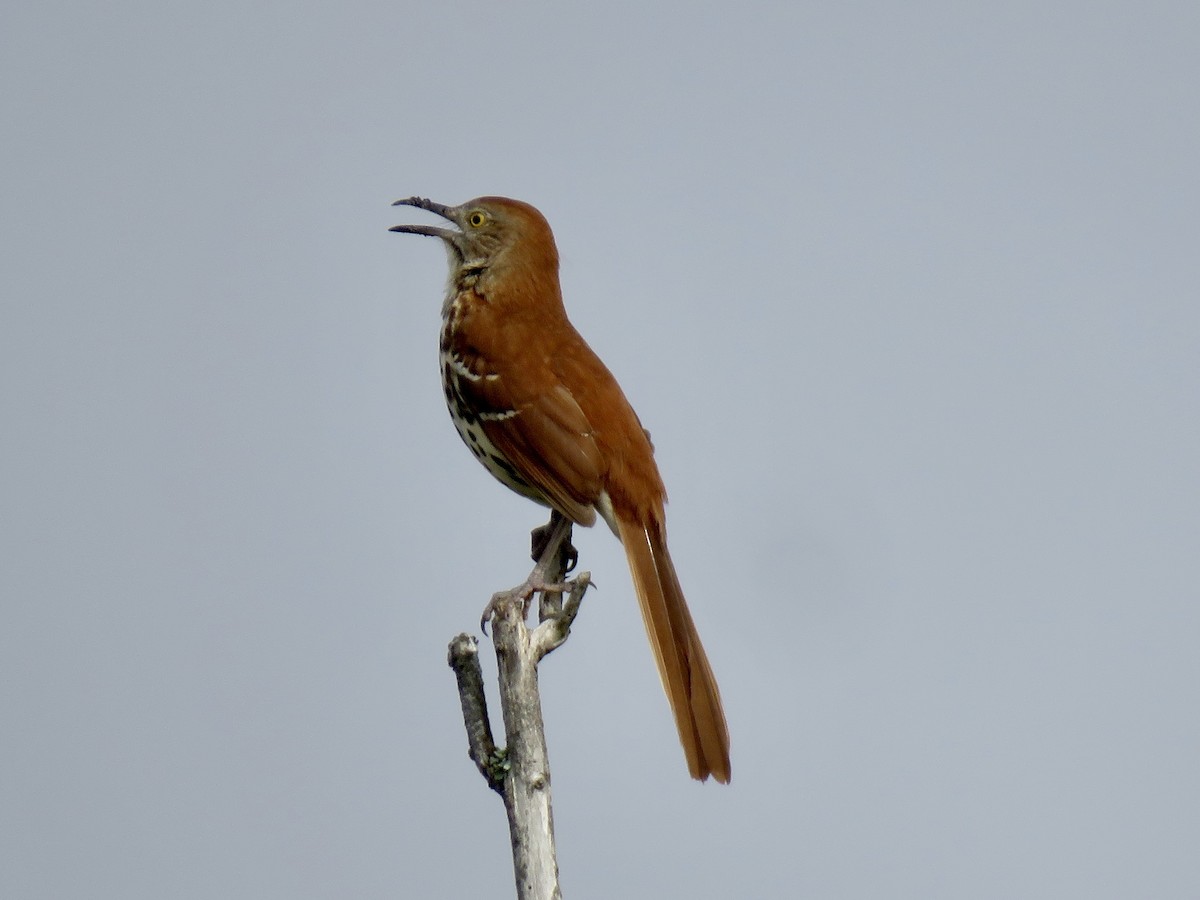 Brown Thrasher - ML557823541