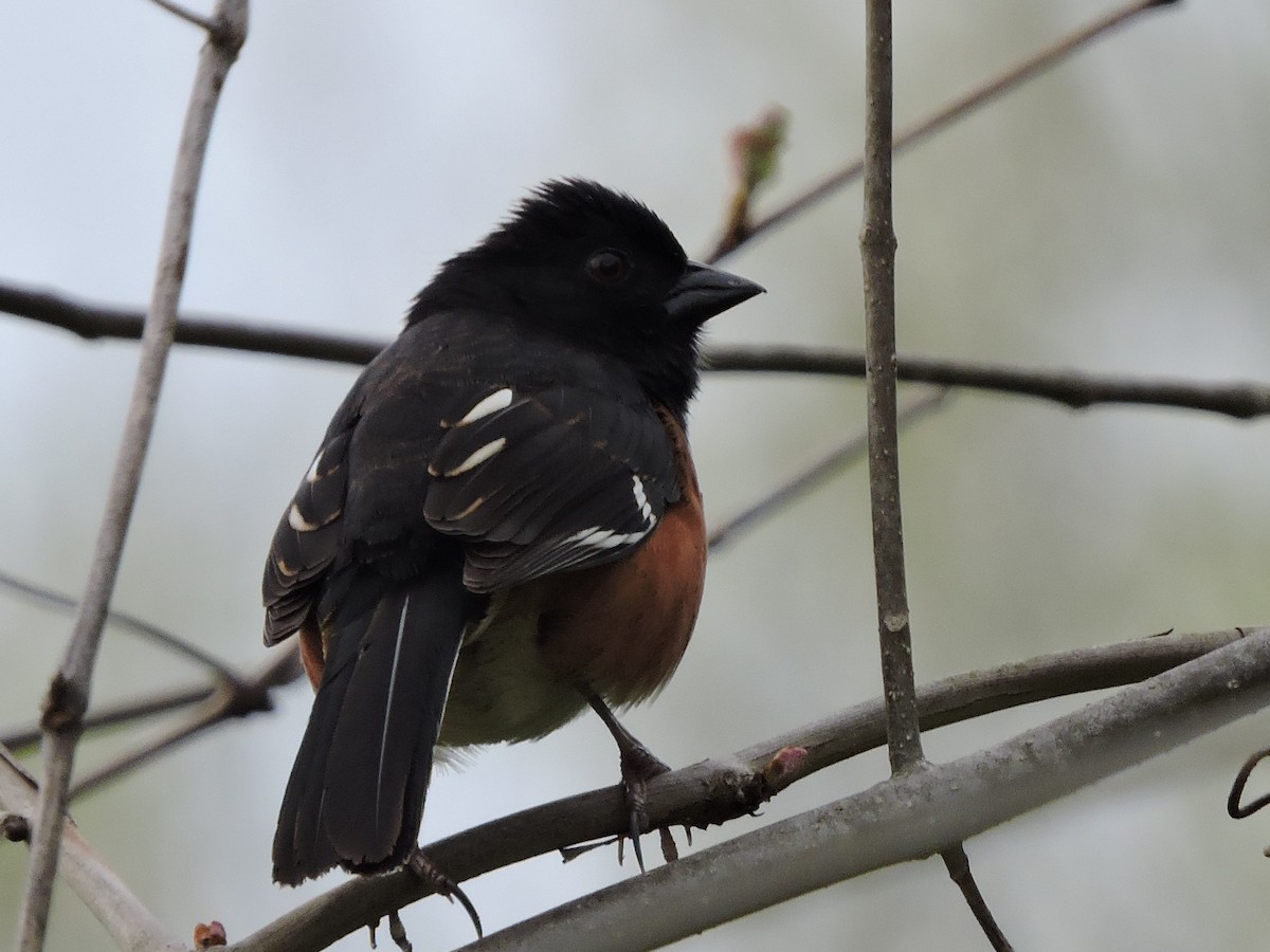 Eastern Towhee - ML55782431