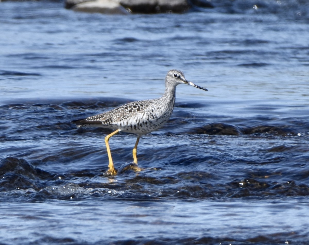 Greater Yellowlegs - ML557824891