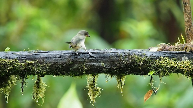 Rufous-throated Tanager - ML557825051