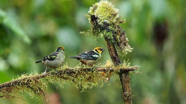 Flame-faced Tanager (Yellow-faced) - ML557825611