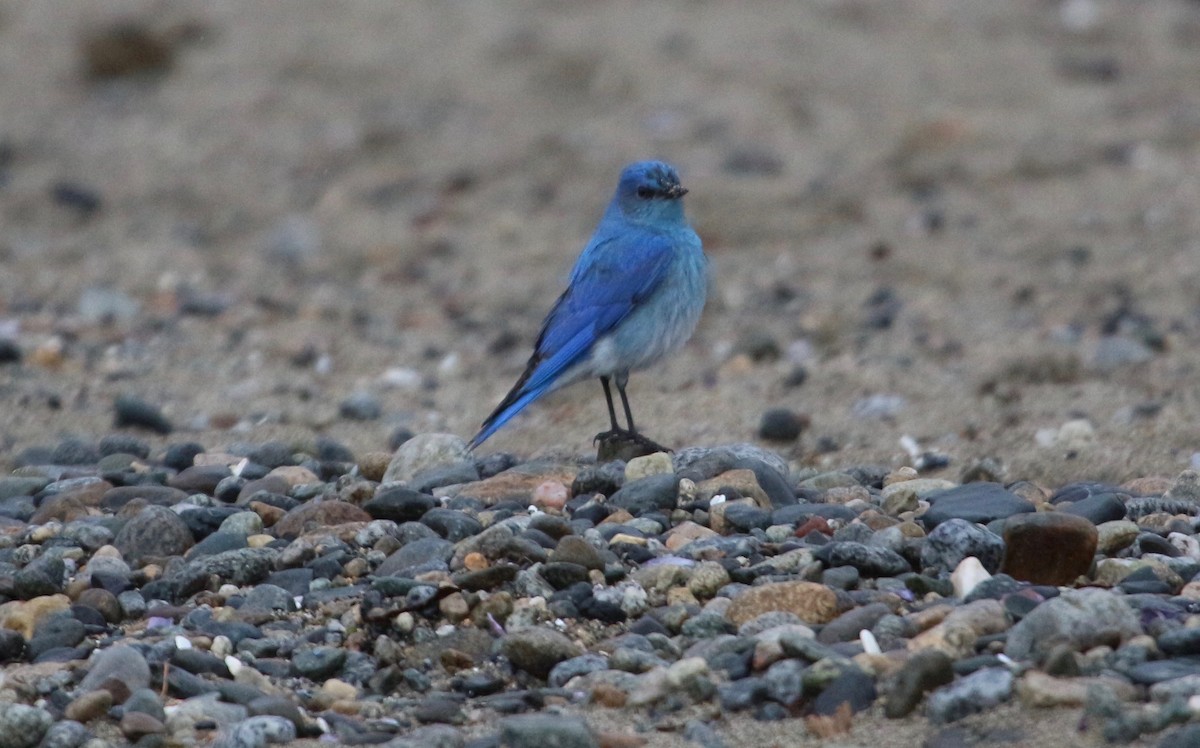 Mountain Bluebird - Rob Lyske