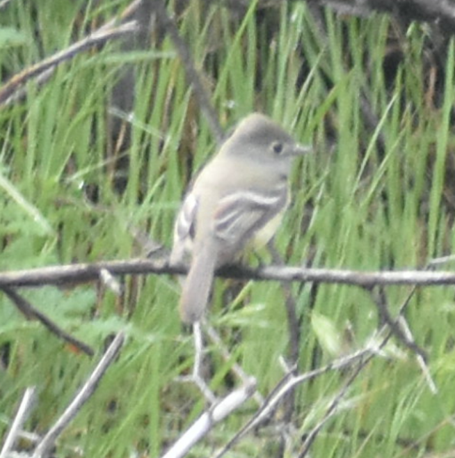 Hammond's Flycatcher - ML557827911