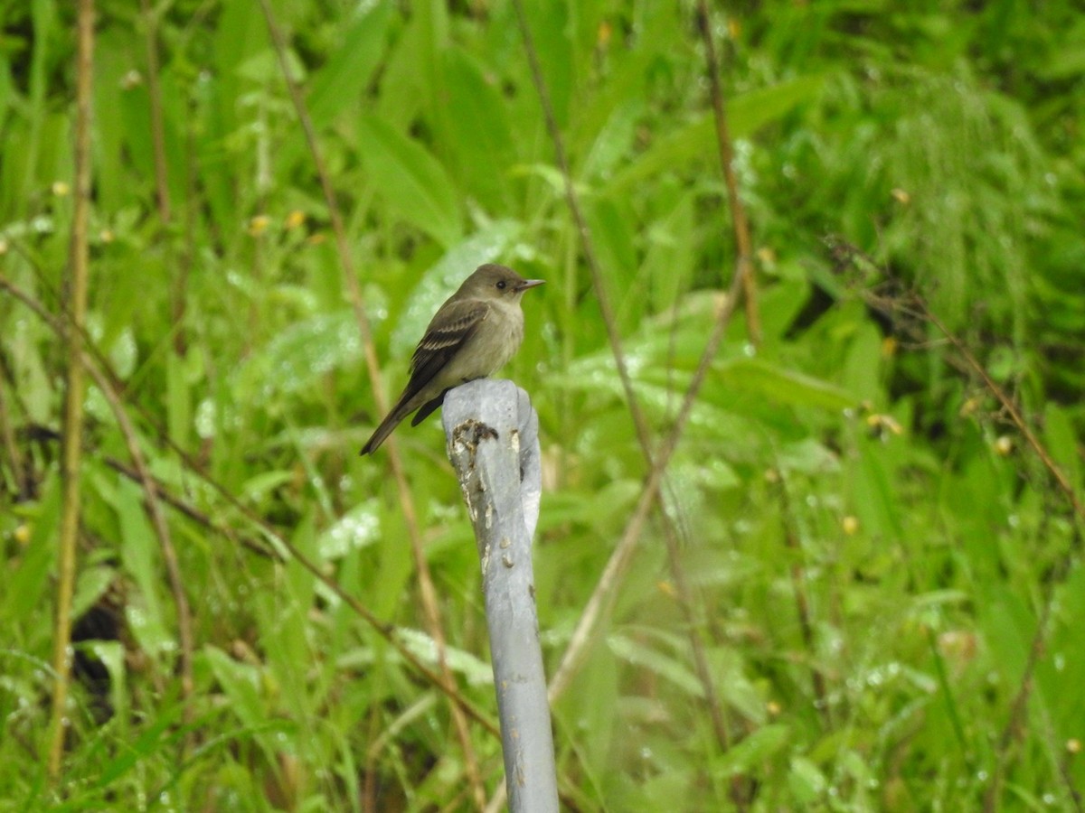 Western Wood-Pewee - ML557827961