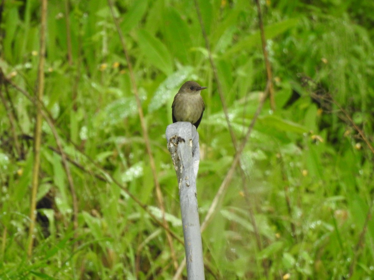 Western Wood-Pewee - ML557827971