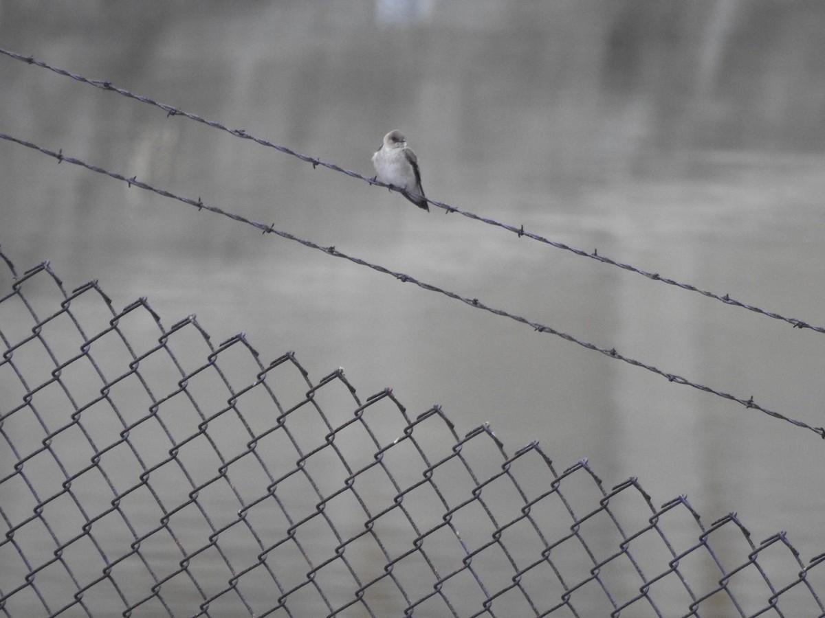 Northern Rough-winged Swallow - ML557828031
