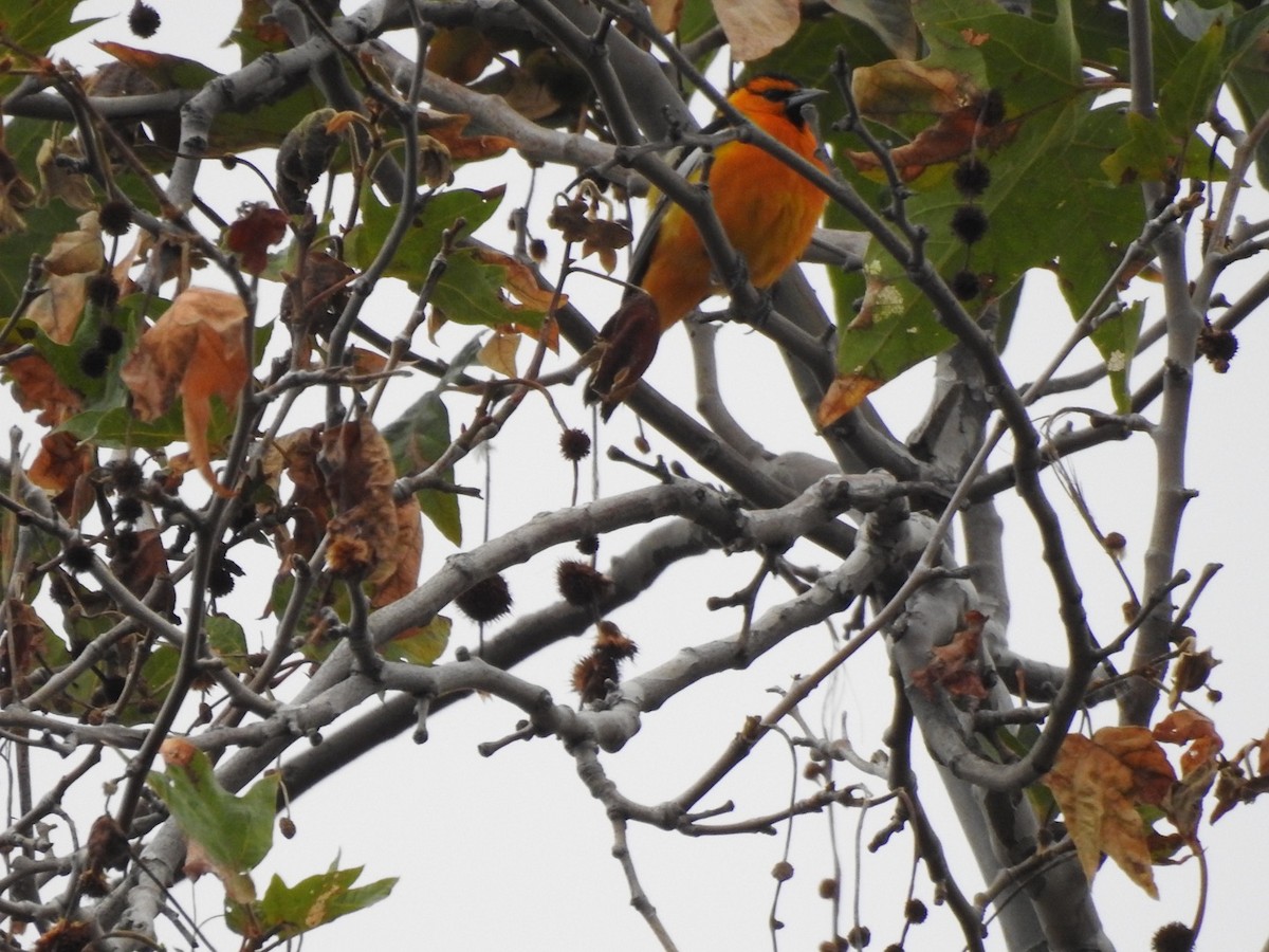 Bullock's Oriole - ML557828141