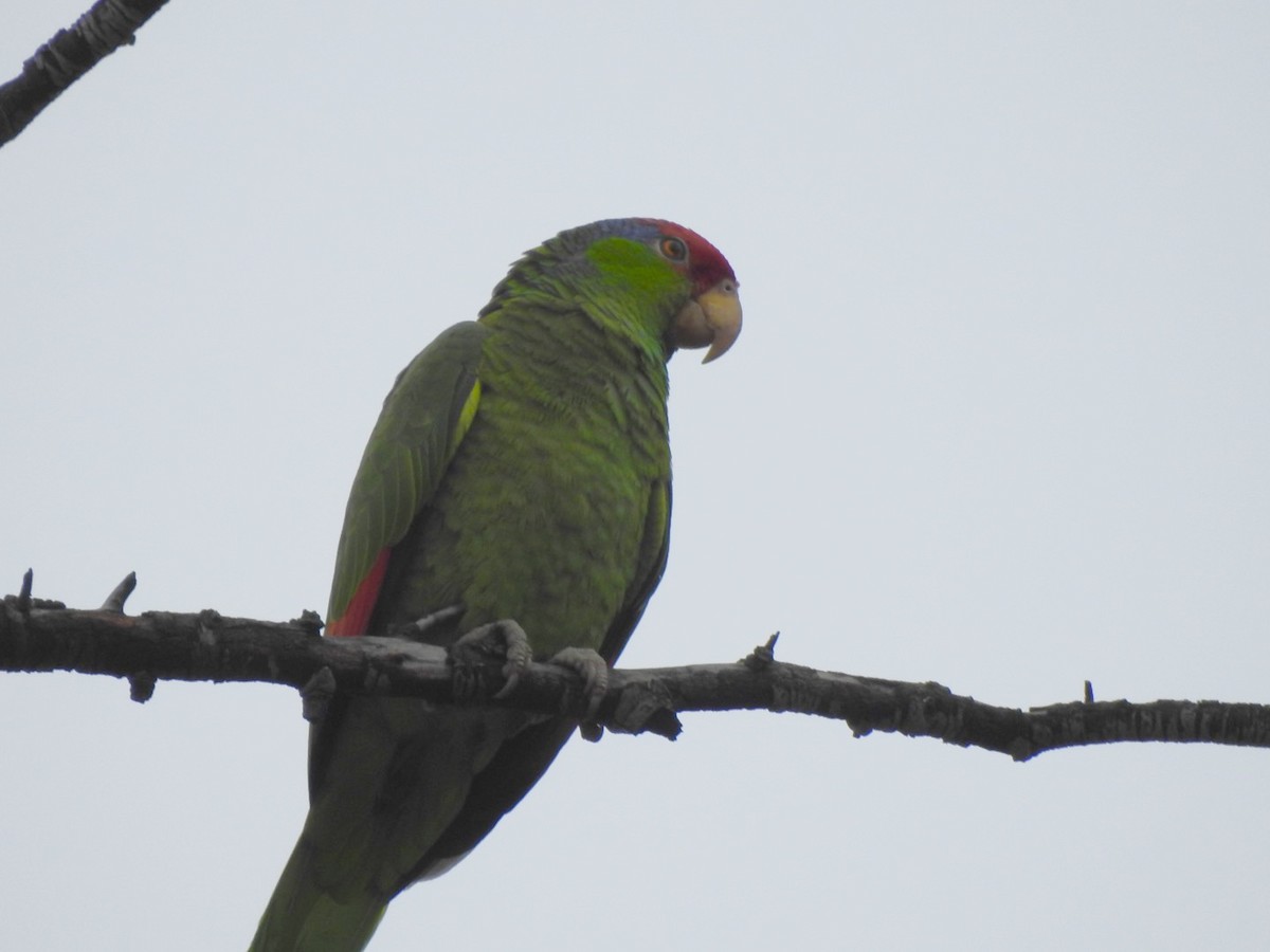Red-crowned Amazon - ML557828211