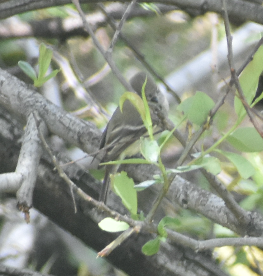 Hammond's Flycatcher - ML557828751