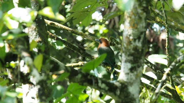 ヒロハシハチクイモドキ（platyrhynchum グループ） - ML557829431