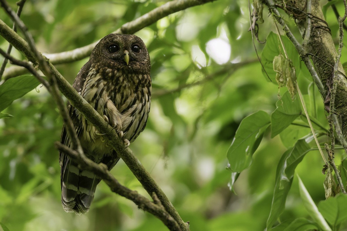 Mottled Owl (Mottled) - Alberto Lobato (El Chivizcoyo)