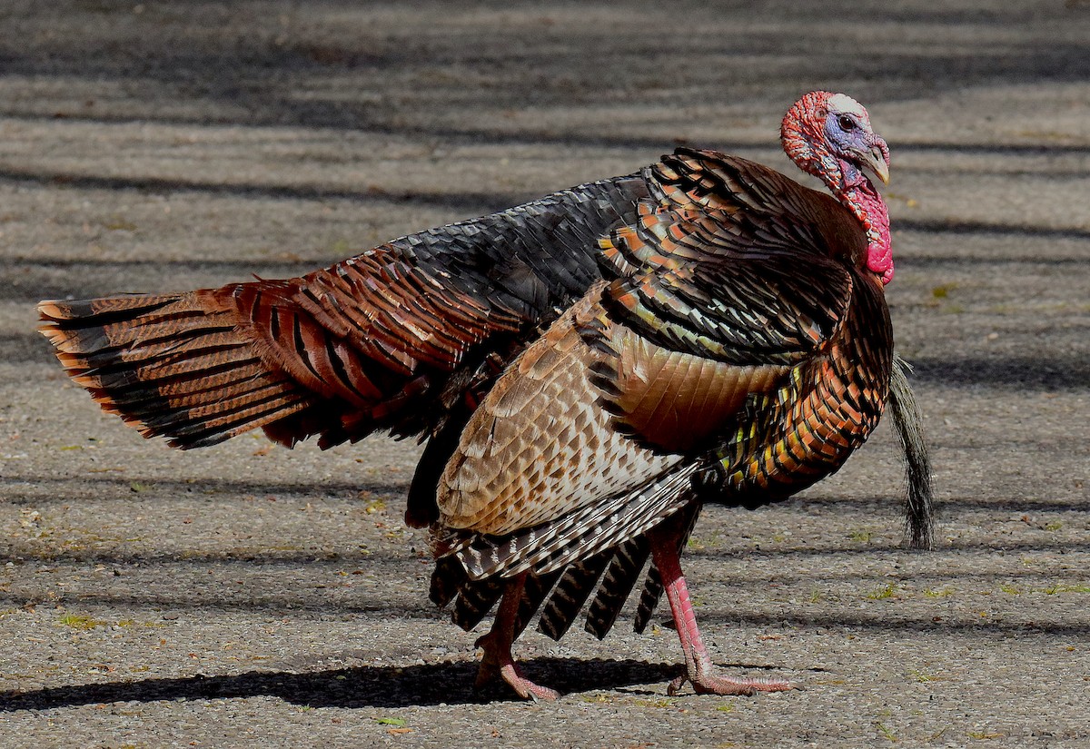 Wild Turkey - ML557830111