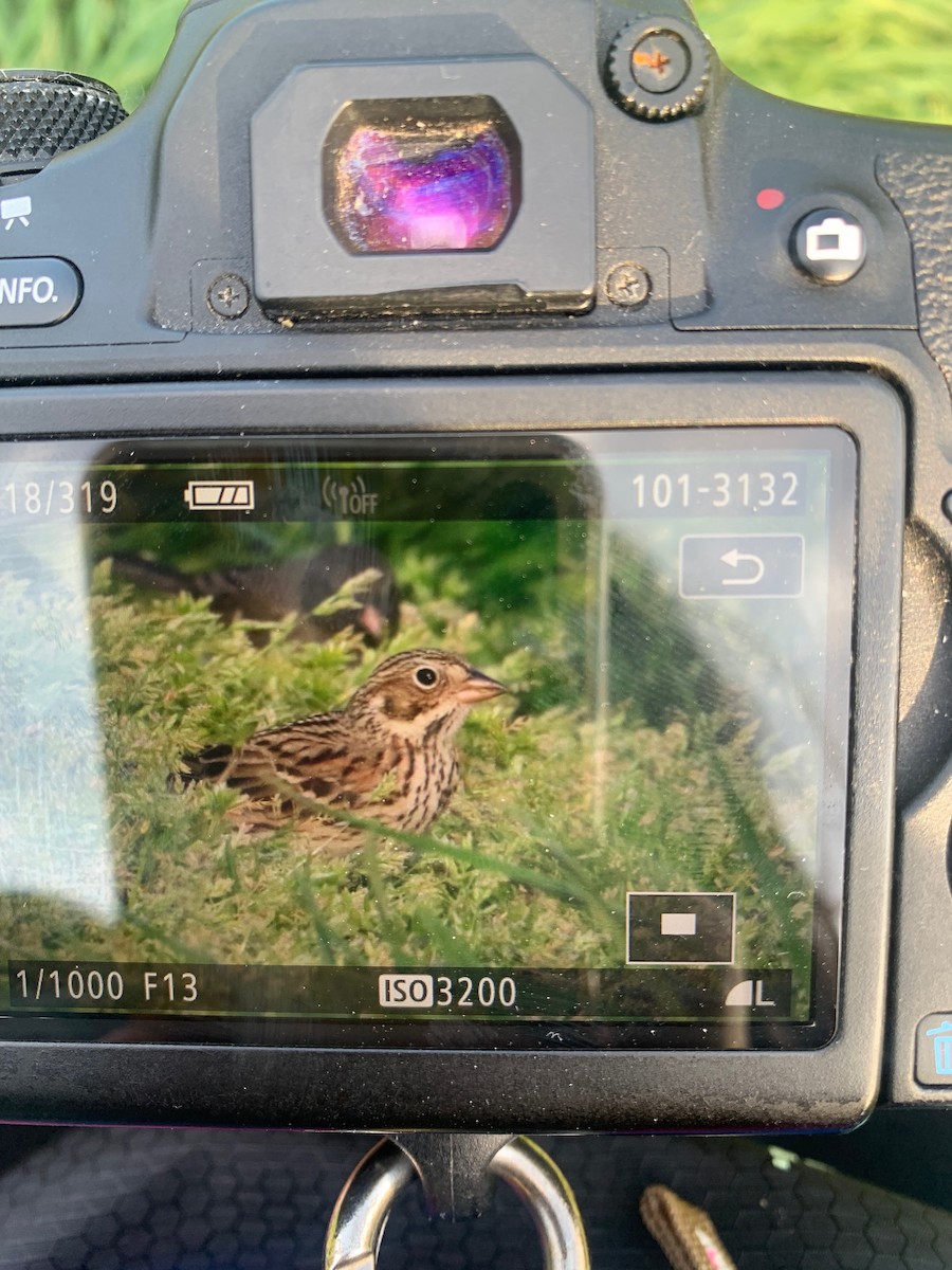 Vesper Sparrow - ML557832531