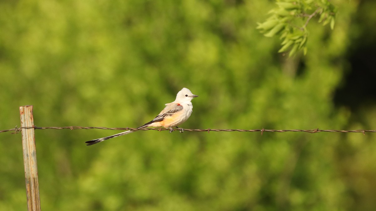 Scissor-tailed Flycatcher - ML557833251