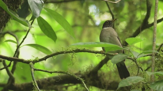 White-throated Thrush - ML557833411