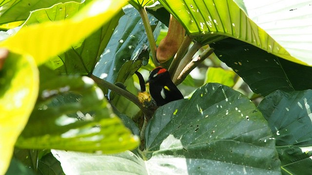 Scarlet-browed Tanager - ML557833471