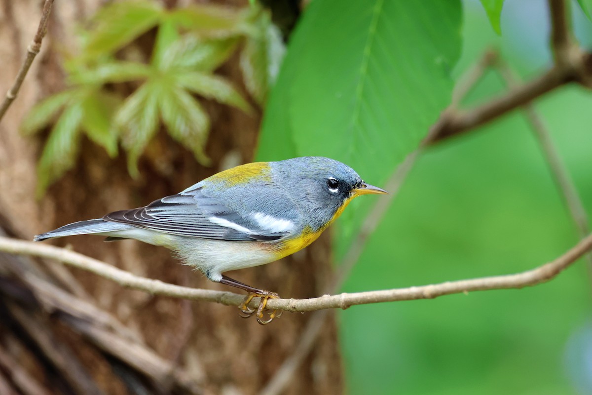 Northern Parula - ML557834131