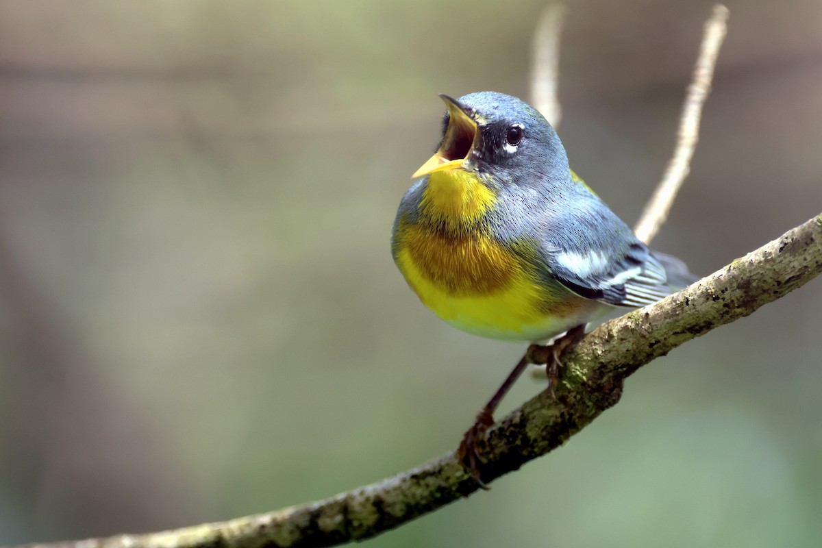 Parula Norteña - ML557834171