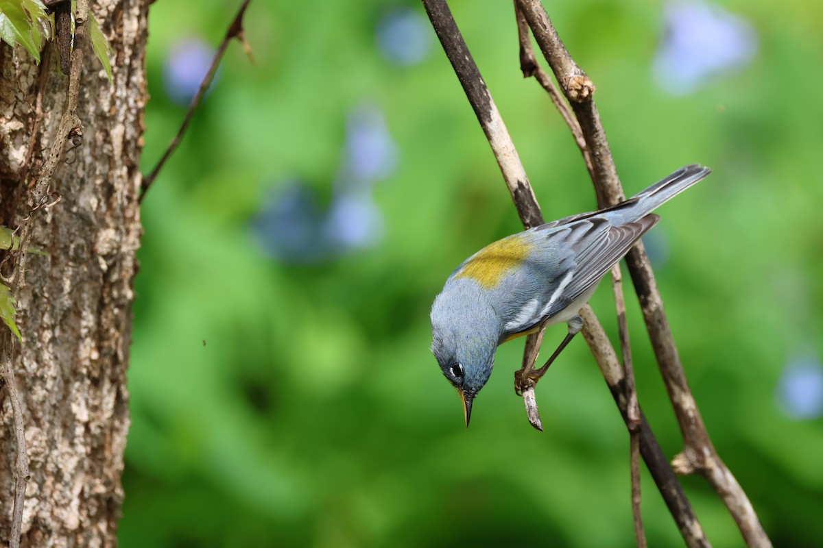 Northern Parula - ML557834271