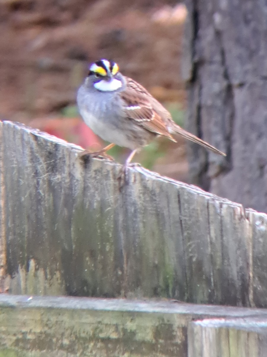 White-throated Sparrow - ML557835001