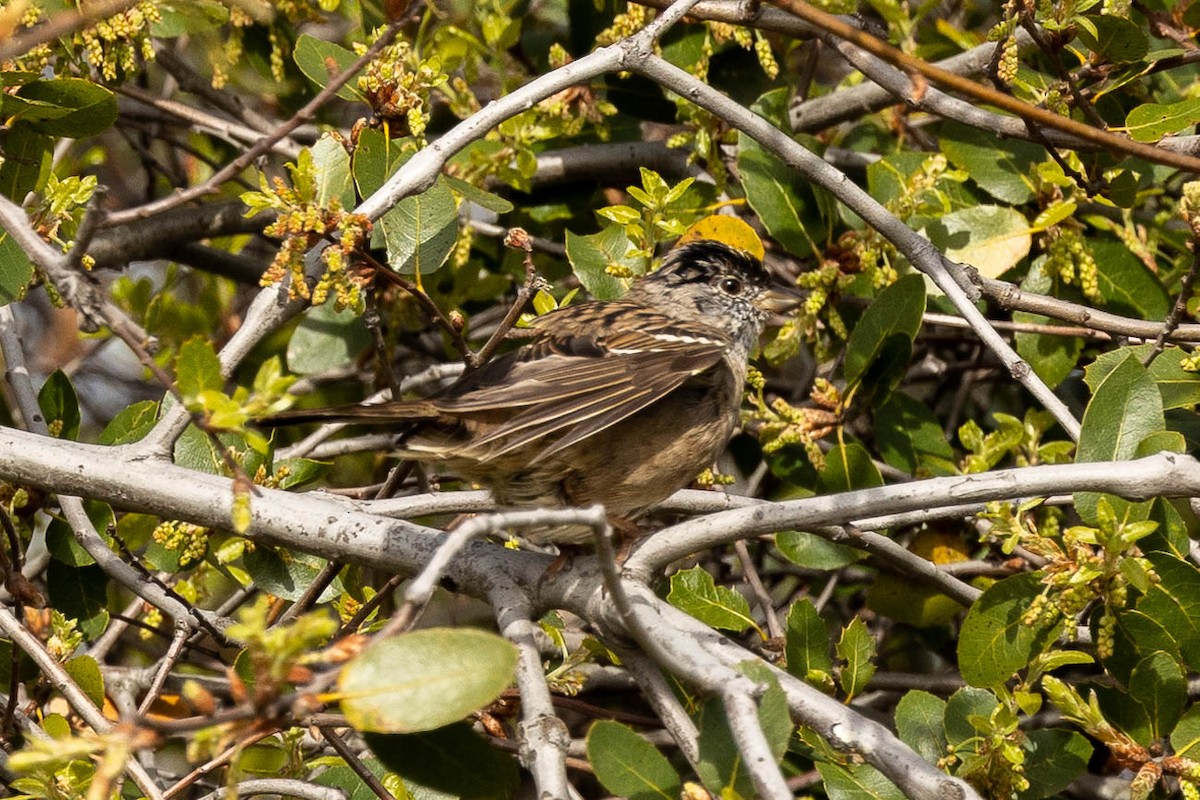 Golden-crowned Sparrow - ML557836511