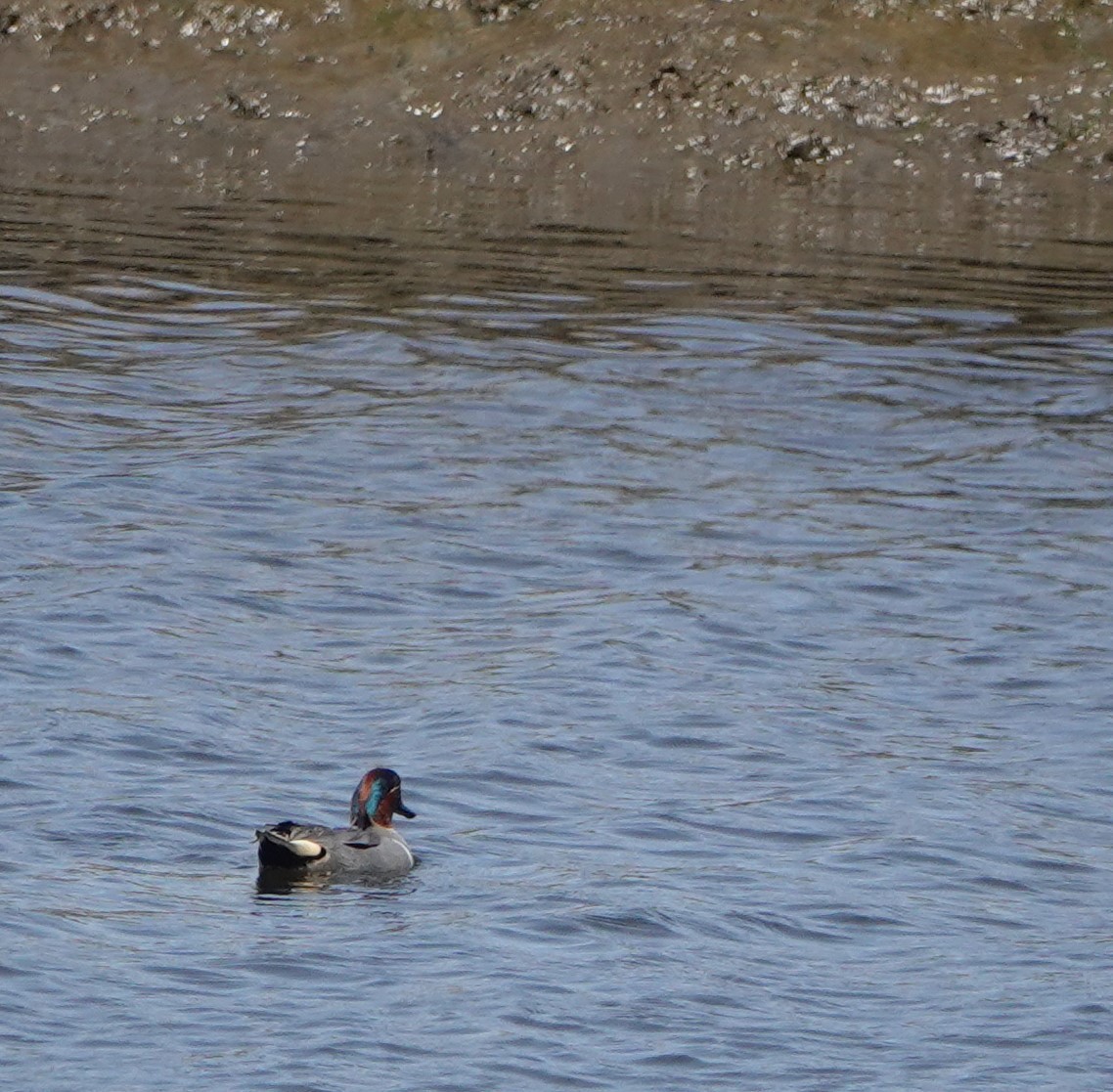 Green-winged Teal - ML557836661