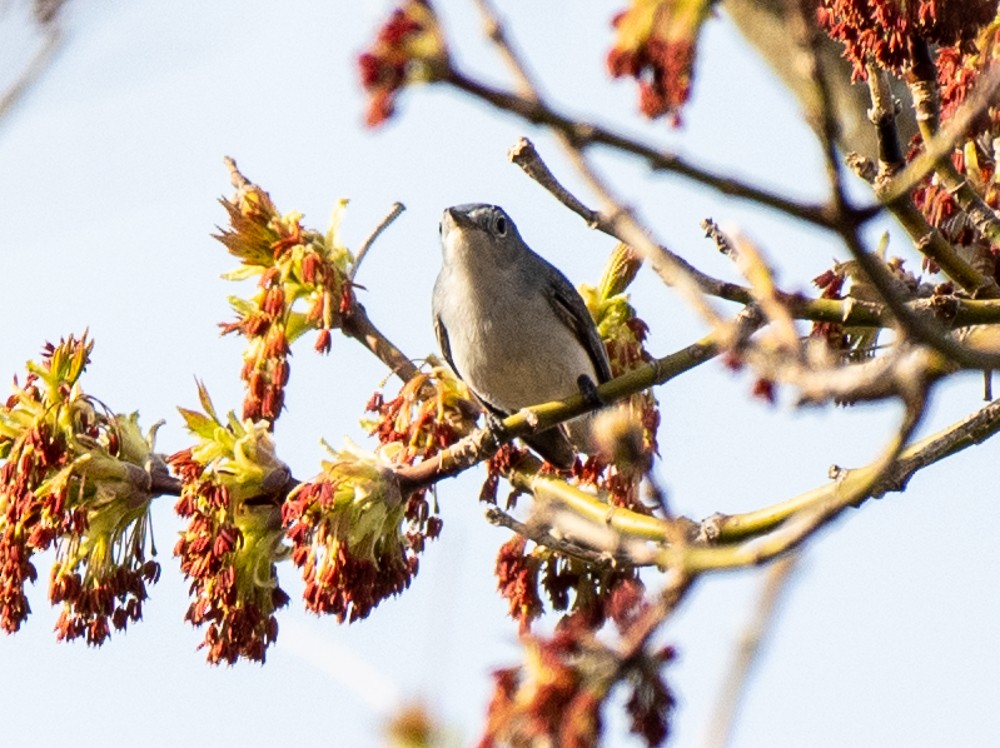 Blue-gray Gnatcatcher - ML557837881