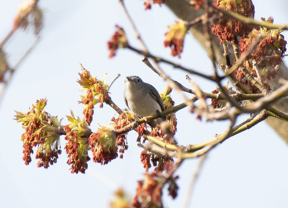 Blue-gray Gnatcatcher - ML557837891