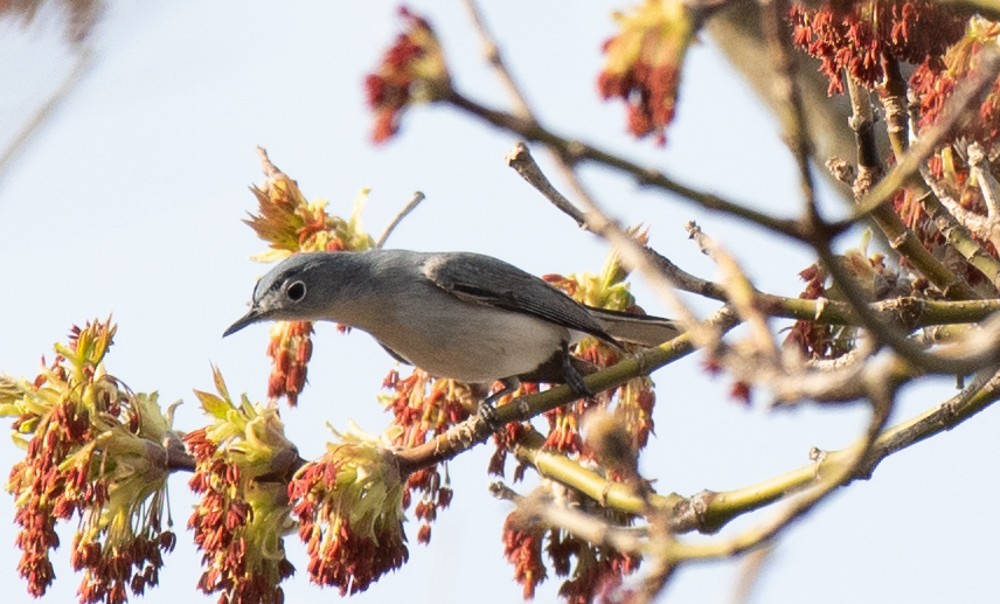 Blue-gray Gnatcatcher - ML557838151