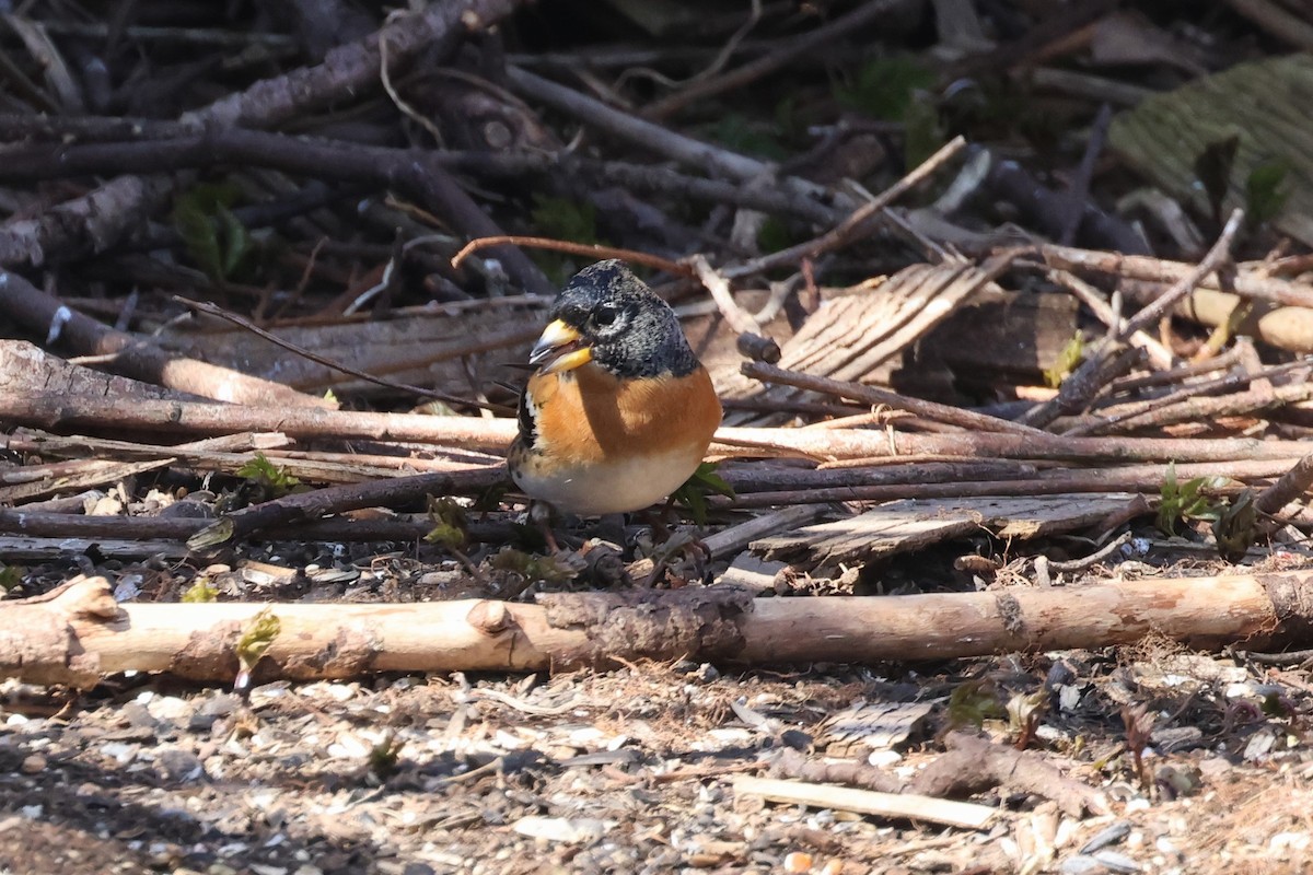 Brambling - ML557838201