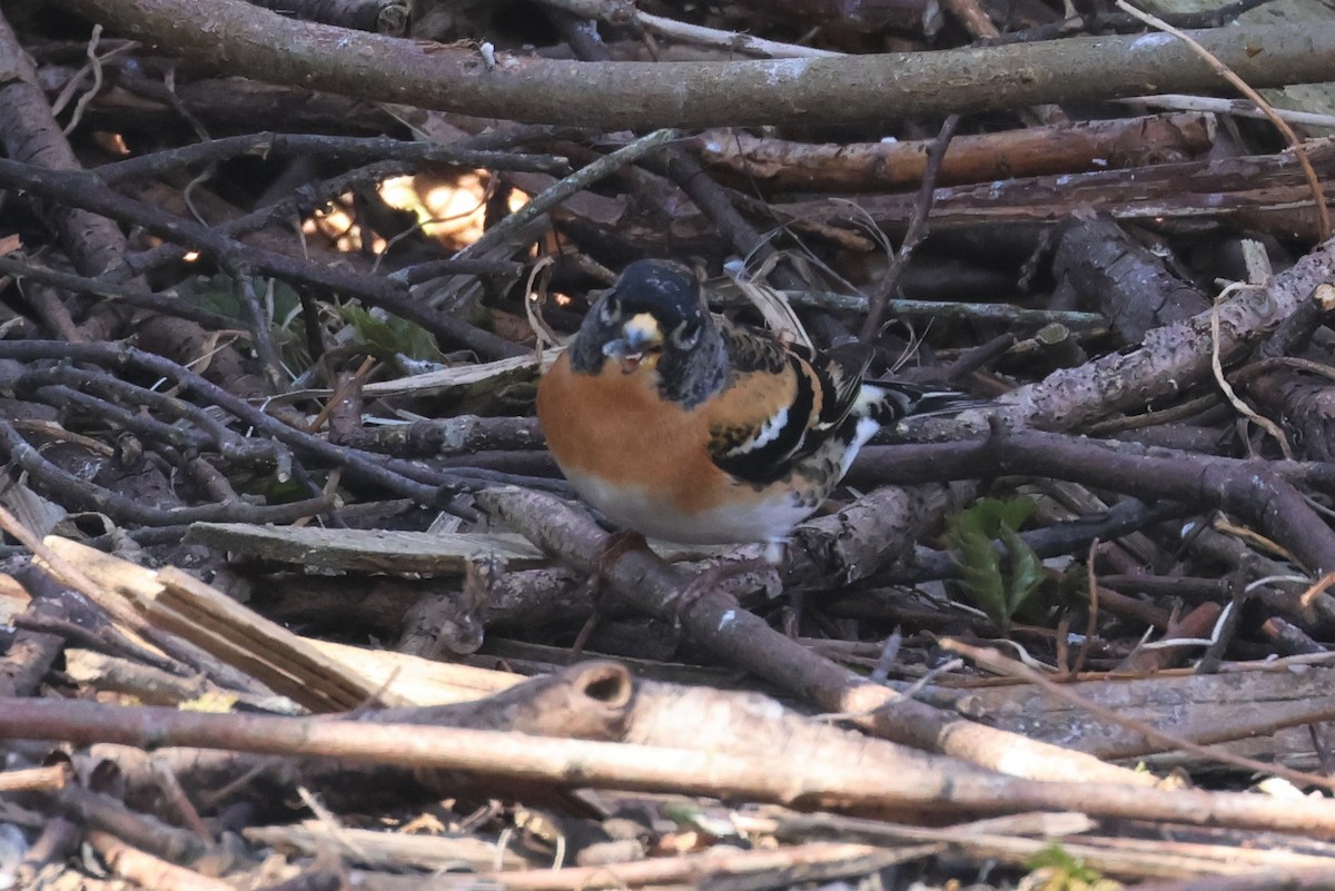 Brambling - ML557838221