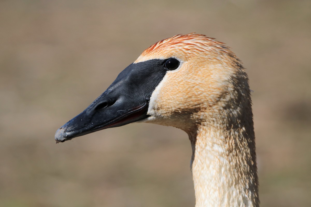 Trumpeter Swan - Zachary Frieben