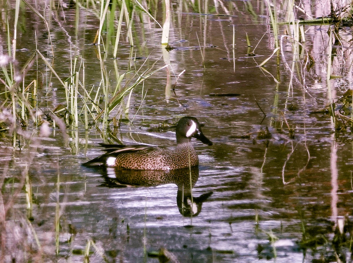 Blue-winged Teal - ML557838531