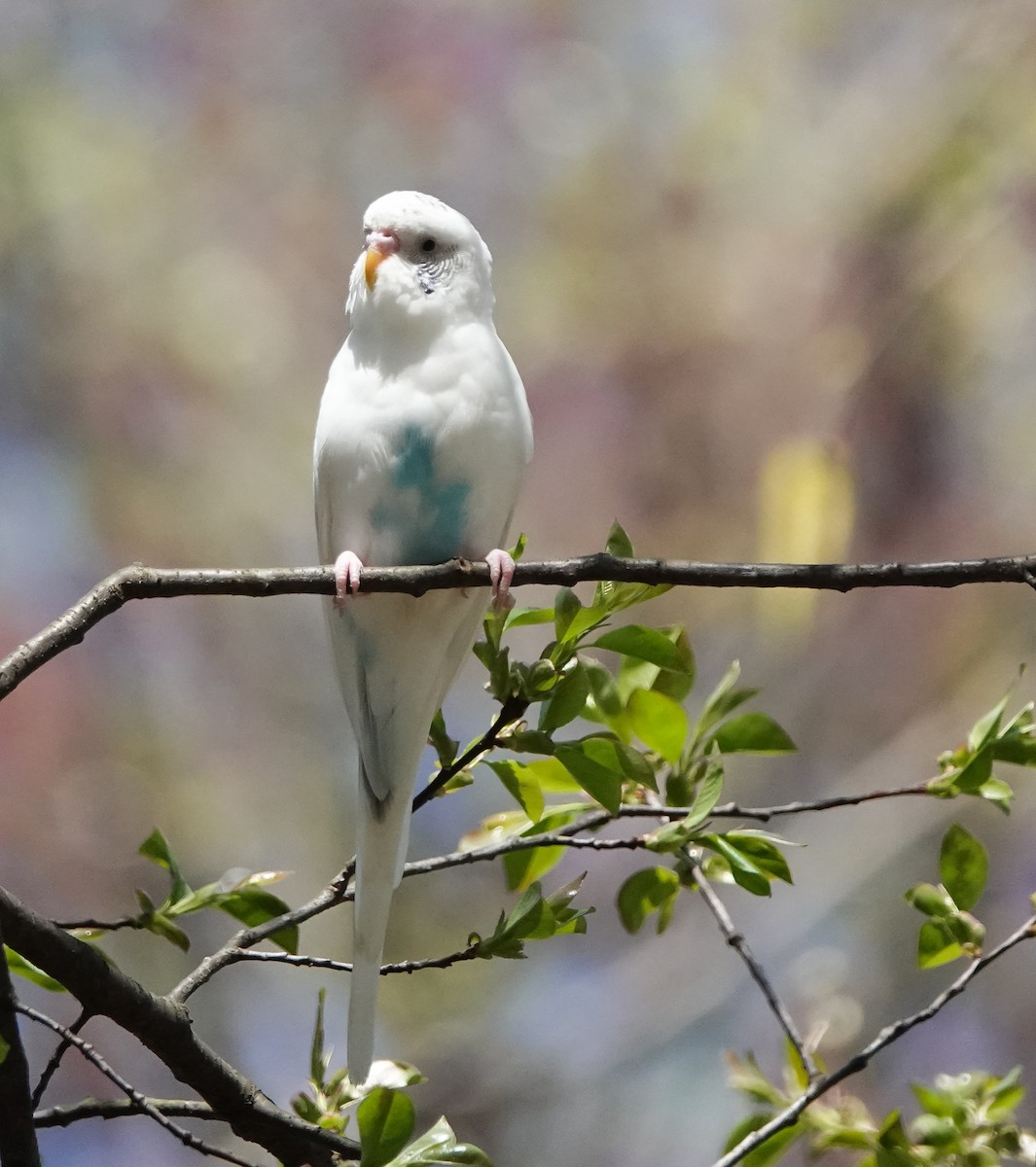 Budgerigar - ML557838621