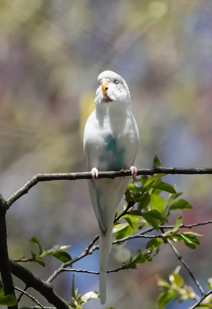 Budgerigar - ML557838641