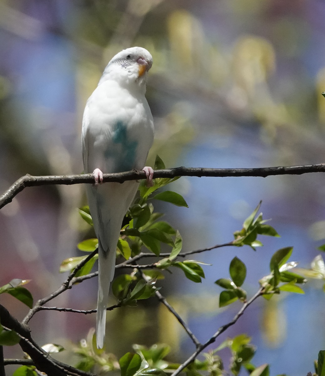 Budgerigar - ML557838701