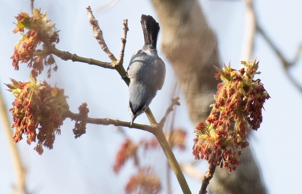 Blue-gray Gnatcatcher - ML557838851